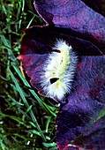 Pale tussock moth caterpillar