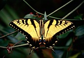 Eastern swallowtail butterfly