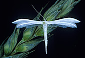White pume moth