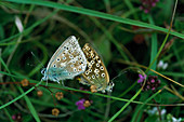 Chalkhill blue butterflies mating