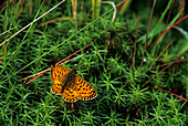 Small pearl-bordered fritillary butterfly