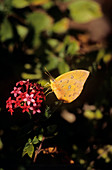 Orange-barred giant sulphur butterfly