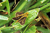 White-cloaked skipper