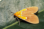 Specious tiger moth