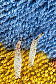 Clothes moth larvae