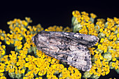 Flounced rustic moth