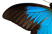 Butterfly wing