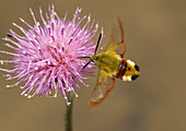 Broad-boarded bee hawkmoth