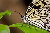 Large tree nymph butterfly