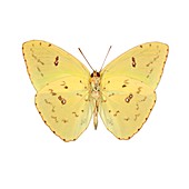 Sulphur butterfly (Phoebis sp.)