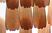 Peacock butterfly wing scales