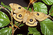 Female tau emperor moth