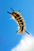 Caterpillar legs
