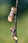 Buff-tip moths