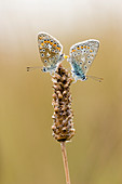 Chalkhill blue butterflies