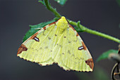 Brimstone moth