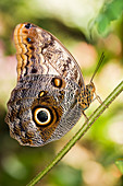 Cocoa mort bleu butterfly