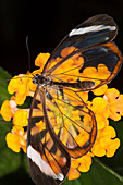 Glasswing butterfly