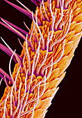 Sensory hairs on a moth antenna,SEM