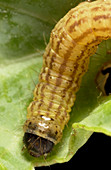 Cabbage webworm caterpillar