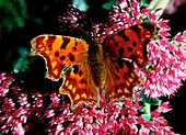 Comma butterfly on flower