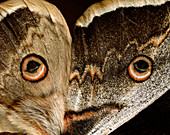 Wings of emperor moth