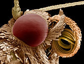 Moth eye and proboscis,SEM