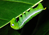 Oleander hawk-moth caterpillar