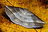 Leaf mimic moth