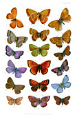 British butterflies,1897
