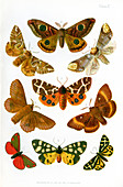 British moths,illustration