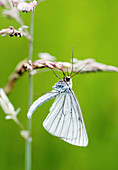 Black-veined moth