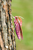 Elephant hawk-moth