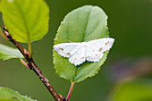 Lace border moth