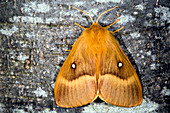 Male oak eggar moth