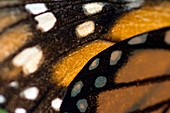Monarch butterfly wing detail