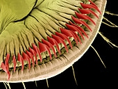 Caterpillar foot,SEM