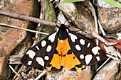 Cream-spot tiger moth