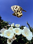 Marbled white butterfly,high-speed image