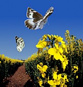 Butterflies in flight,high-speed image