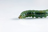 Beet armyworm caterpillar