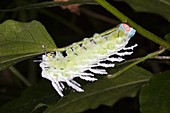 Atlas moth caterpillar on a leaf