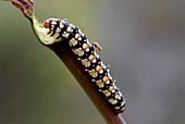 Amaryllis caterpillar and mosquito