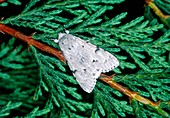 Miller moth (Acronicta leporina)