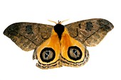 Moth displaying defensive eye spots