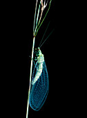 Lacewing,Chrysopa vulgaris,on plant stem