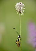 Ascalaphid on hoary plantain stem