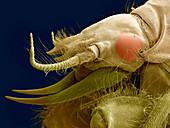 Alderfly larva,SEM