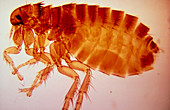 LM of dog flea (Ctenocephalides canis)