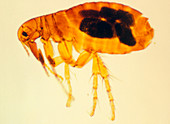 LM of the human flea.,Pulex irritans